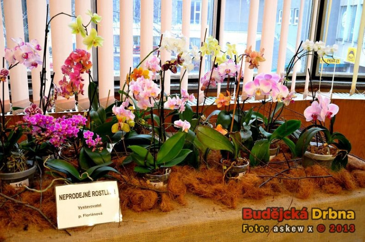 Prodejní výstava orchidejí v DK Metropol