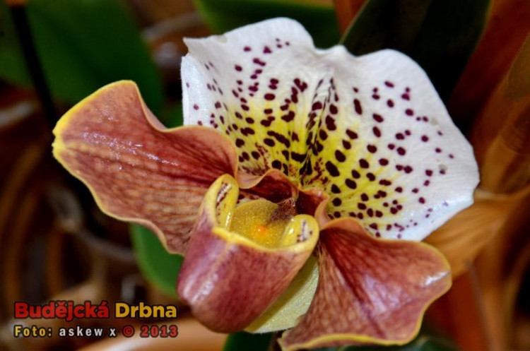 Prodejní výstava orchidejí v DK Metropol