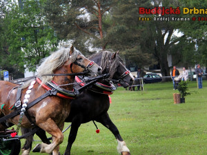 Kvalifikační kolo Mistrovství České republiky v kombinovaných soutěžích chladnokrevných koní