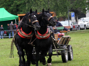 Kvalifikační kolo Mistrovství České republiky v kombinovaných soutěžích chladnokrevných koní