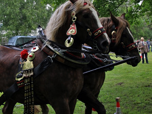 Kvalifikační kolo Mistrovství České republiky v kombinovaných soutěžích chladnokrevných koní