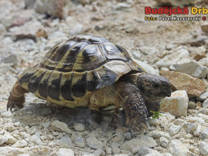 Želva v nově vybudovaném teráriu