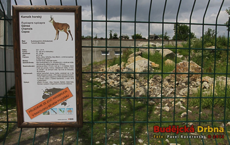 Kamzíci horští dorazí do Zoo Ohrada na podzim z rakouského Innsbrucku