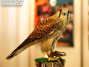 Poštolka Budějcké Drbně krásně zapózovala