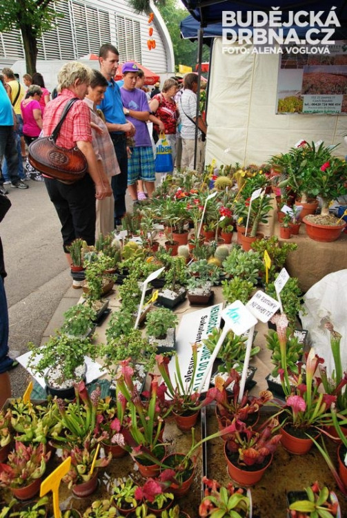 Ke koupi byly i sukulenty a masožravé rostliny