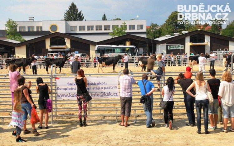Návštěvníci se zúčastnili i hodnocení nejlepší krávy