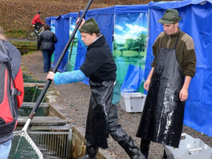 Výlov rybníku Rožmberk