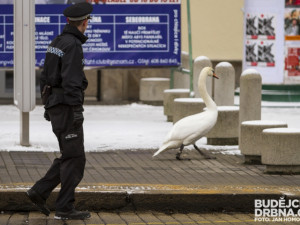 Strážníci naháněli po městě zbloudilou labuť