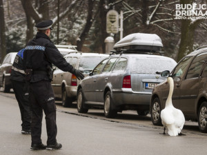 Strážníci naháněli po městě zbloudilou labuť