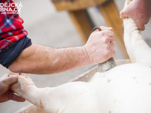 Masopust spojený se zabíjačkou v Boršově nad Vltavou