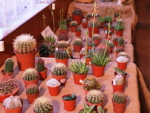 Různé druhy kaktusů nesmí chybět