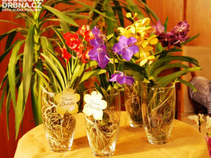 Vzácné druhy orchidejí překvapily zajímavým zbarvením