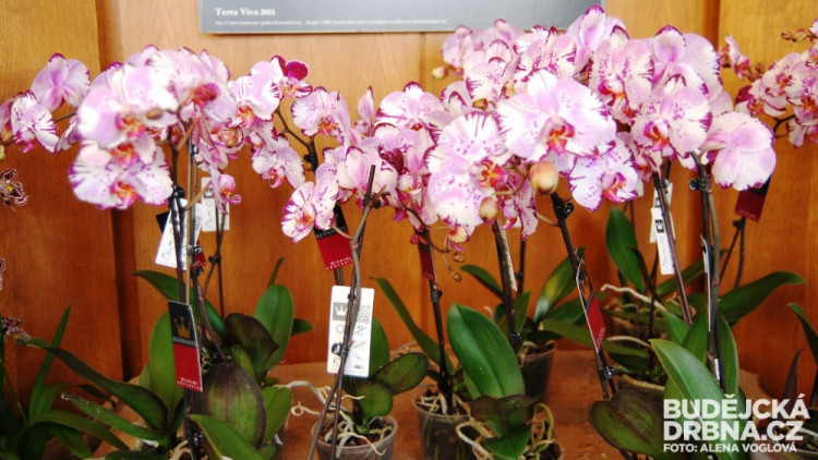 Jedna orchidej je krásná, ale ve větším počtu se dojem umocňuje