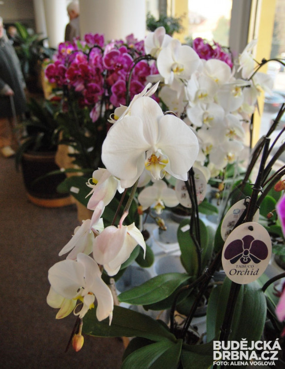 Ke koupi jsou i nové hybridy orchidejí