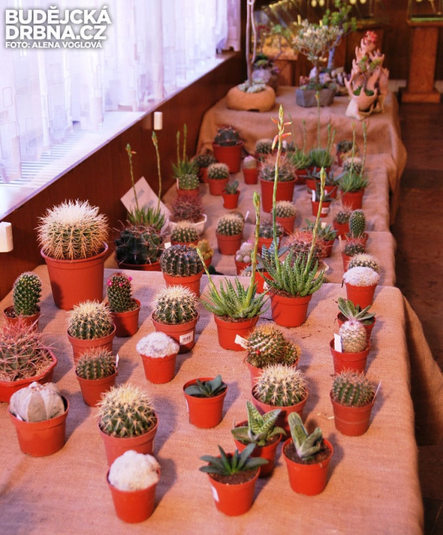 Různé druhy kaktusů nesmí chybět