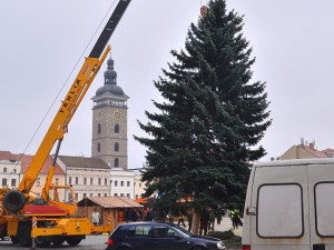 Budějcké náměstí už zdobí vánoční strom