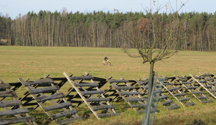 Závod o vánočního kapra