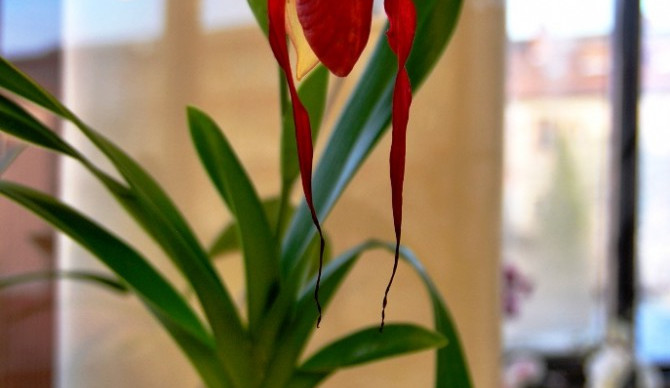 Krokodýli ozvláštňují letošní výstavu orchidejí v Metropolu