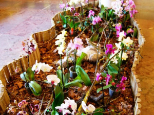 Krokodýli ozvláštňují letošní výstavu orchidejí v Metropolu