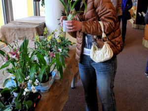 Krokodýli ozvláštňují letošní výstavu orchidejí v Metropolu