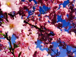 Prachatice. Foto: Michaela Mrázová