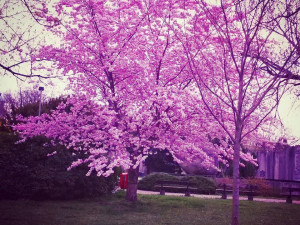 Lidická ulice. Foto: Josef Havel