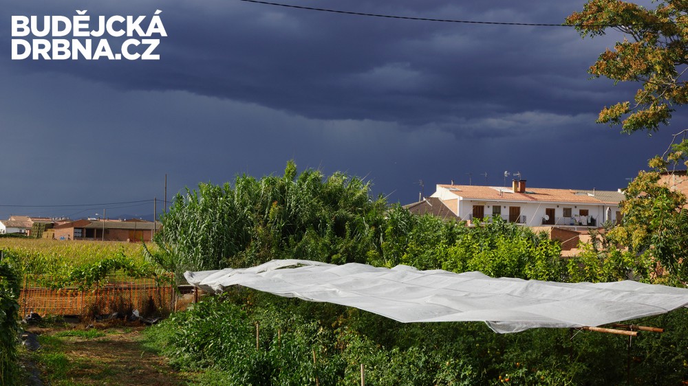 Cesta