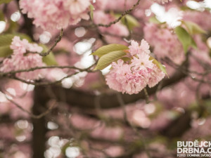 Rozkvetlé Budějce - první máj
