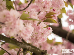 Rozkvetlé Budějce - první máj