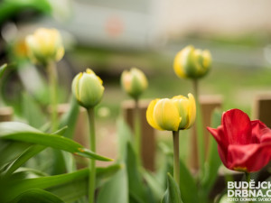 Rozkvetlé Budějce - první máj