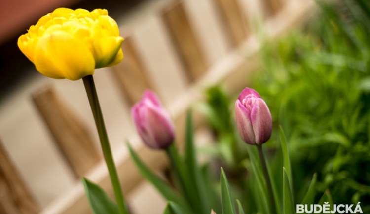 Rozkvetlé Budějce - první máj