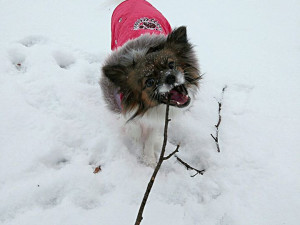 Autor: Petra Žahourová