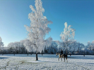 Autor: Adéla Petříčková