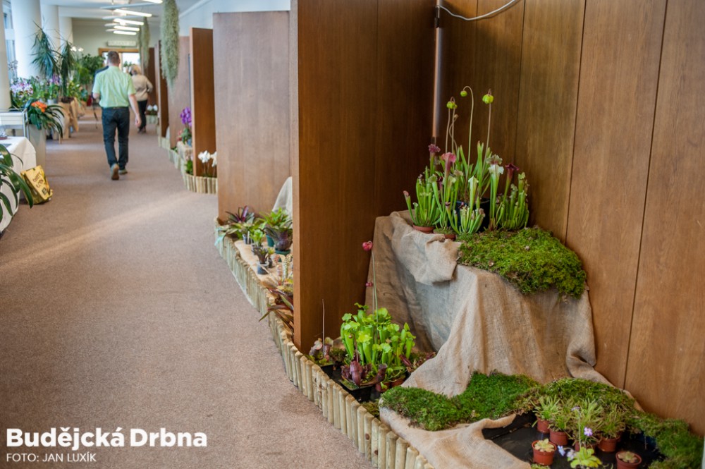 Výstava orchidejí v Metropolu