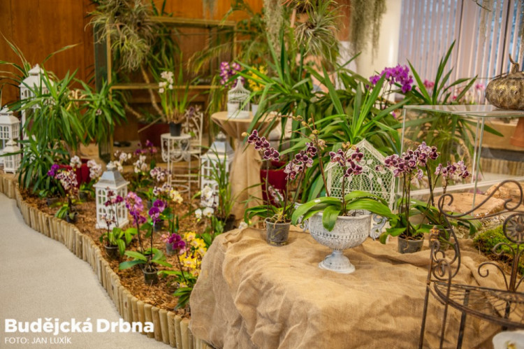 Výstava orchidejí v Metropolu