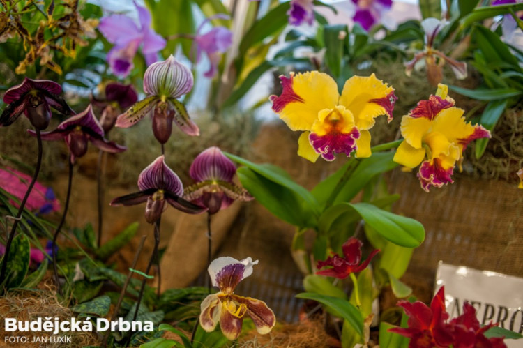 Výstava orchidejí v Metropolu