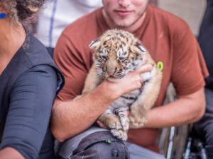 Křest tygra ussurijského. Herec Jan Potměšil mu dal jméno Othello