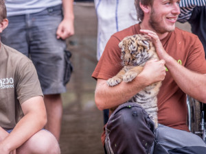 Křest tygra ussurijského. Herec Jan Potměšil mu dal jméno Othello