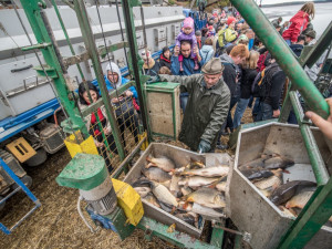 Slavnostní výlov Rožmberku je za námi. Akce přílákala masy lidí