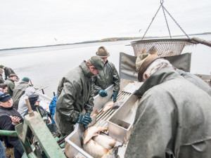 Slavnostní výlov Rožmberku je za námi. Akce přílákala masy lidí