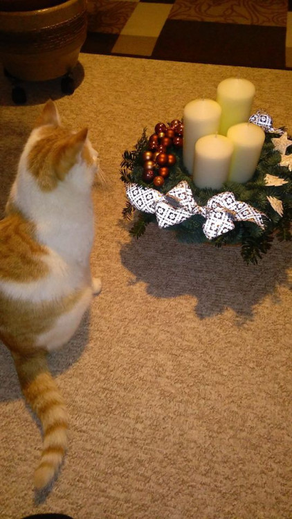 Vlasťule Křenková