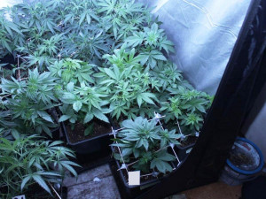 Zajištěna byla také velmi sofistikovaně sestavedná indoor pěstírna konopí.