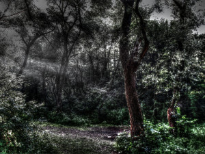 Vyšetřování v rumunském strašidelném lese Hoia Baciu přineslo výsledky