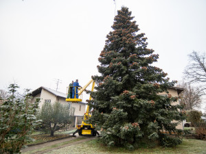 Vánoční stromeček už se chystá z Dobré Vody na budějcké náměstí