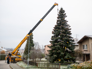 Vánoční stromeček už se chystá z Dobré Vody na budějcké náměstí