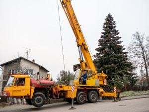 Vánoční stromeček už se chystá z Dobré Vody na budějcké náměstí