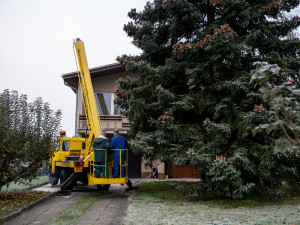 Vánoční stromeček už se chystá z Dobré Vody na budějcké náměstí
