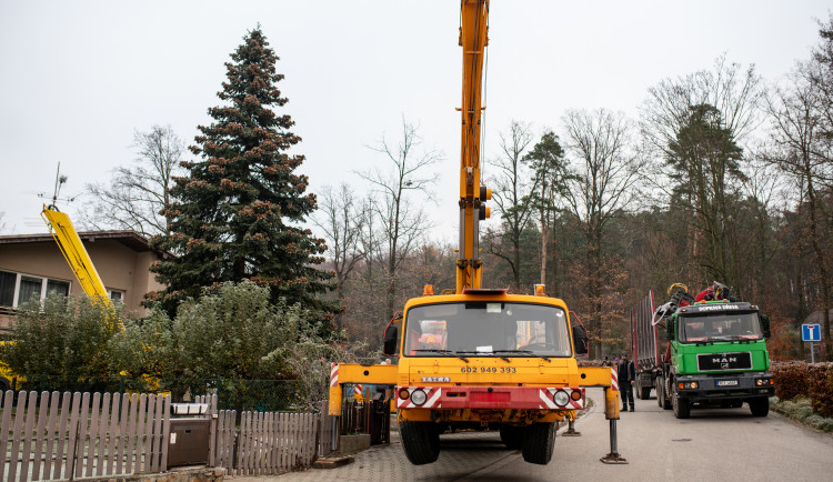 Vánoční stromeček už se chystá z Dobré Vody na budějcké náměstí