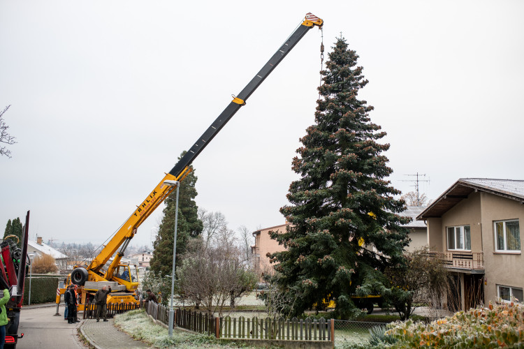Vánoční stromeček už se chystá z Dobré Vody na budějcké náměstí