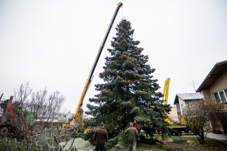 Vánoční stromeček už se chystá z Dobré Vody na budějcké náměstí